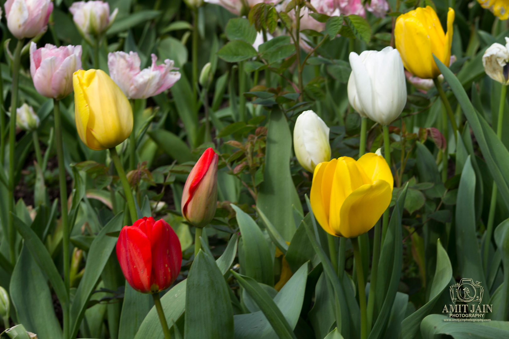 Tulip Festival - Full Bloom Tulips - Eden Garden 